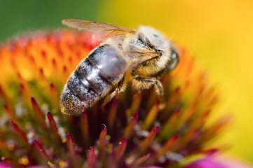 Nature flower image with bee