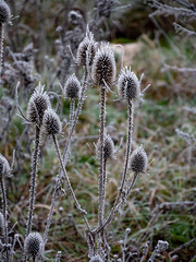chardons givrés en hiver