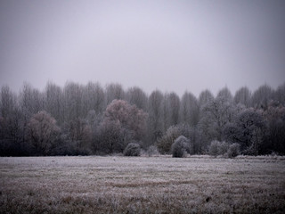 arbres givrés en hiver