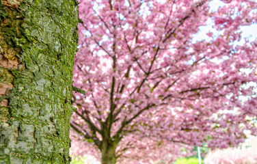 Pink spring floral trees on the street.