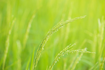 Green paddy rice,ear paddy rice in the rice field,Rice flowering in the fields at morning . 