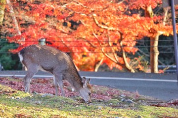 Japanese deer eating grass with red maple leaves tree on autumn season as background.