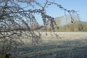 paysage hivernal