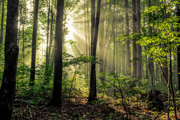 Fototapeta premium Forest Sunrise. Sunbeams illuminate the dark forest wilderness of a northern Michigan woodland.