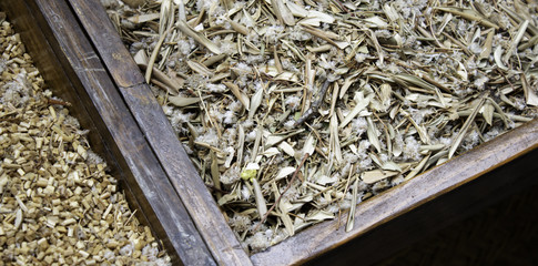 Medicinal and healing herbs