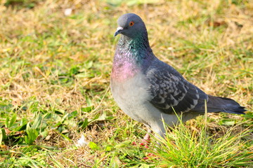 Pigeon in nature