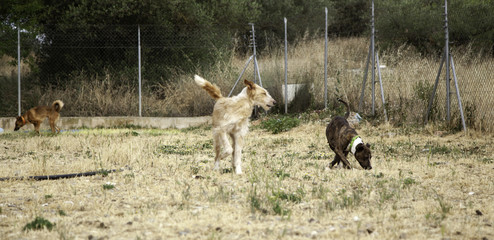 Obraz premium Dogs playing park
