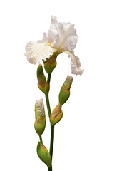 Cream iris flower isolated on white background. Easter. Summer. Spring. Flat lay, top view. Love. Valentine's Day. Floral pattern, object. Nature concept