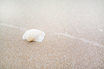 White Shell on sand beach, Laem Talumphuk.