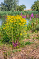 Yellow flowering tansy ragwort or Jacobaea vulgaris plants with striking red stems in the foreground of a Dutch nature reserve. It is a sunny morning in the summer season.