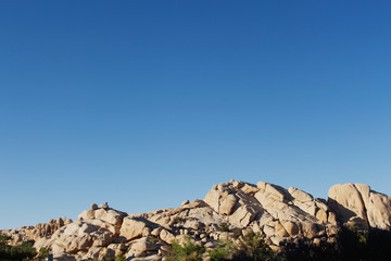 Joshua Tree