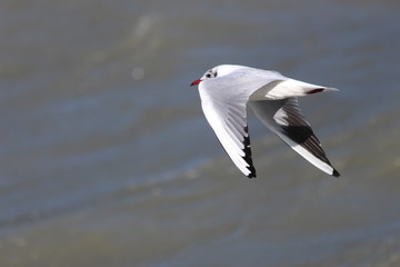 Mouette au lac du Bourget