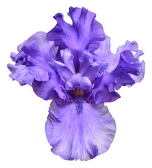 Blue iris flower isolated on white background. Summer. Spring. Flat lay, top view. Floral pattern....