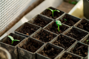 Watermelon seedlings, young sprouts in pots as new life concept