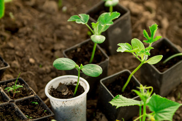 Watermelon seedlings, young sprouts in pots as new life concept