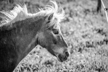 Sad horse on a field | Black and White