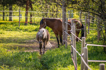 Horses on a field