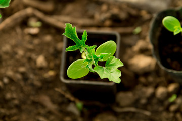 Watermelon seedlings, young sprouts in pots as new life concept