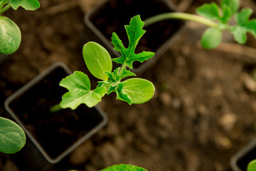 Watermelon seedlings, young sprouts in pots as new life concept