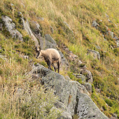 Chamois