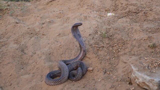Indian cobra in Pushkar, India. Cobra snake close up portrait.