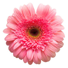 Flower pink gerbera