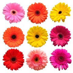 Collection beautiful delicate flowers gerberas isolated on white background. Fashionable creative floral composition. Summer, spring. Flat lay, top view