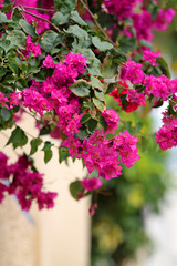 Purple bougainvillea blooming with plentiful flowers over a wall in Madeira