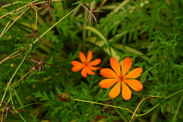 i am orange cosmos flower