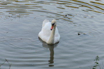 White swan swims in the lake with small turtles © Cliff