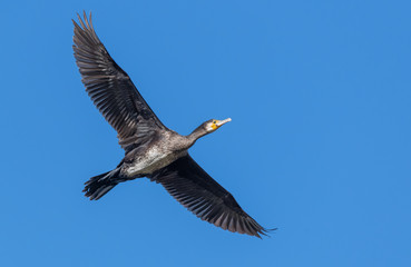 Obraz premium Cormorant in flight