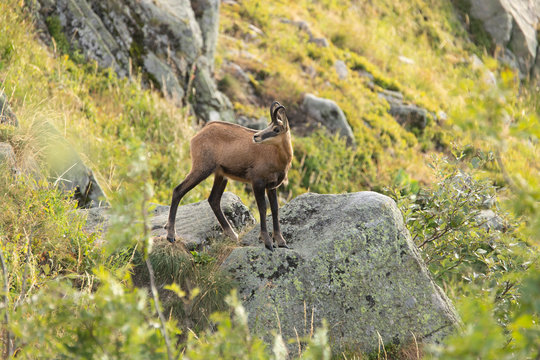 Chamois