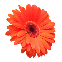 Orange gerbera flower isolated on white background. Flat lay, top view