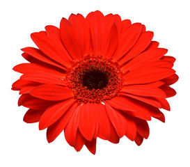 Red gerbera flower head isolated on white background. Flat lay, top view