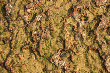 red white stone with yellow sand and green grass algae. natural rough surface texture