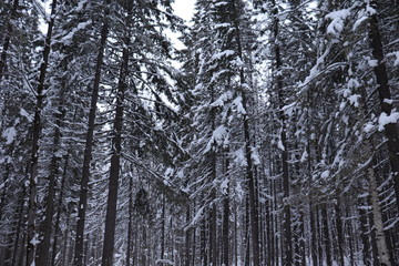 Fototapeta premium Зимний лес