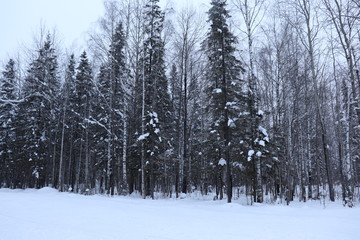 winter forest