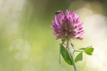 pink flower on background of green grass