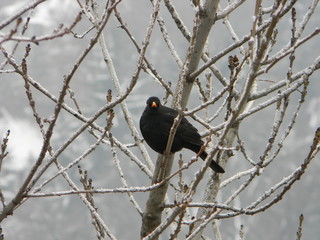 Blackbird on a frosty tree branch at Gellert Hill, Budapest, Hungary