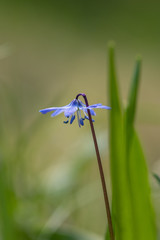 Scilla 