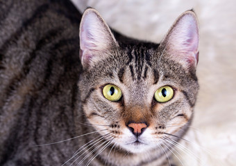 Pet animal; cute cat indoor. Cute kitten cat.