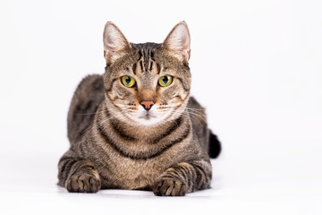 Obraz premium Pet animal; cute cat indoor. Cute kitten cat.