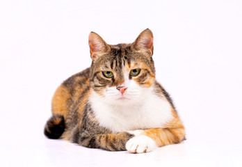 Obraz premium Pet animal; cute cat indoor. Cute kitten cat.