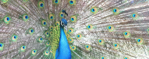 beautiful indian peacock with peacock feathers in the peacock's tail