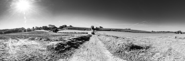 panorama vineyard black and white