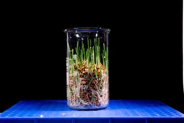 Green plant in GMO laboratory