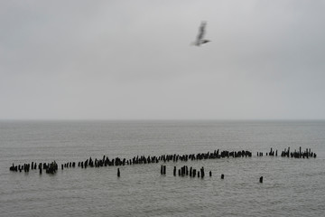 Bunenreste mit Möwe an der Ahlbecker Seebrücke