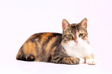 Obraz premium Pet animal; cute cat indoor. Cute kitten cat.