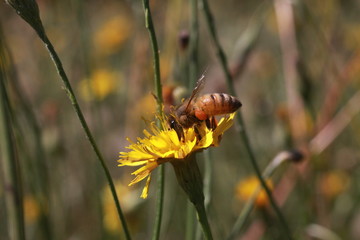 bee on flower