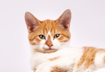 Pet animal; cute cat indoor. Cute kitten cat.